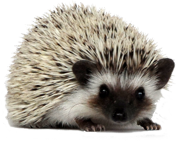 Detail Hedgehog Transparent Nomer 17