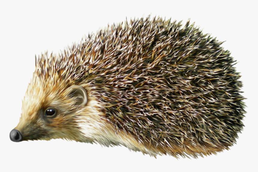 Detail Hedgehog Transparent Nomer 18