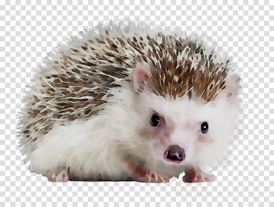 Detail Hedgehog Transparent Nomer 28