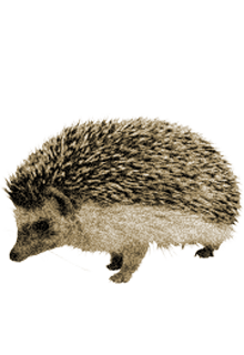 Detail Hedgehog Transparent Nomer 39