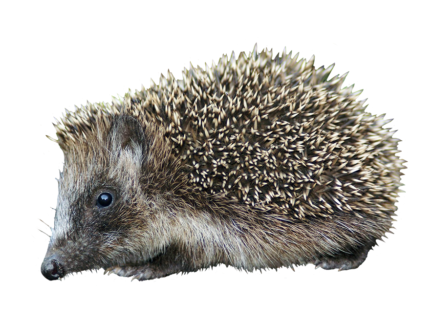 Detail Hedgehog Transparent Nomer 42