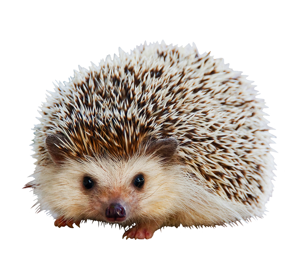 Detail Hedgehog Transparent Nomer 5