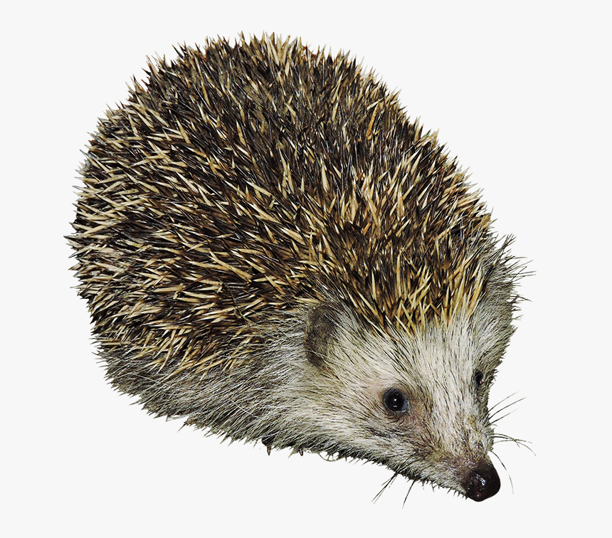 Detail Hedgehog Transparent Background Nomer 12