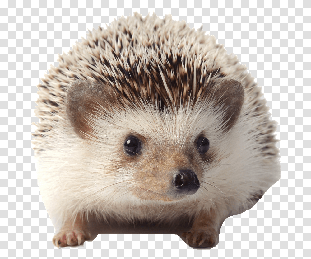 Detail Hedgehog Transparent Background Nomer 13
