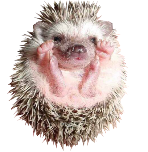 Detail Hedgehog Transparent Background Nomer 15