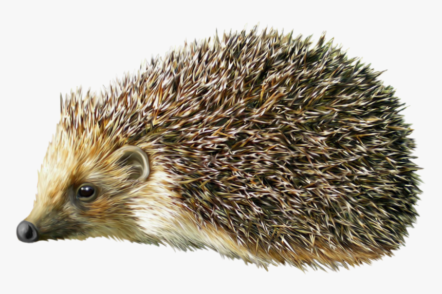 Detail Hedgehog Transparent Background Nomer 17