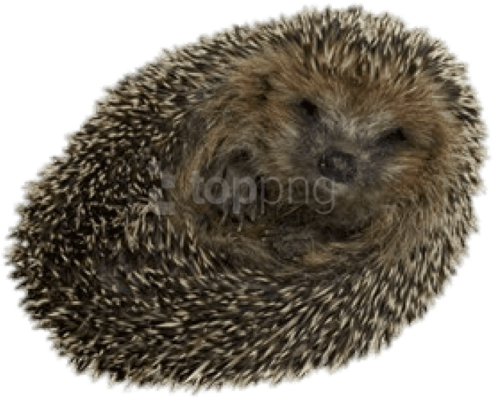Detail Hedgehog Transparent Background Nomer 23