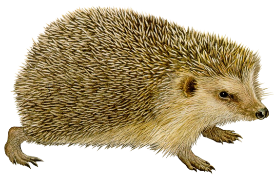 Detail Hedgehog Transparent Background Nomer 31