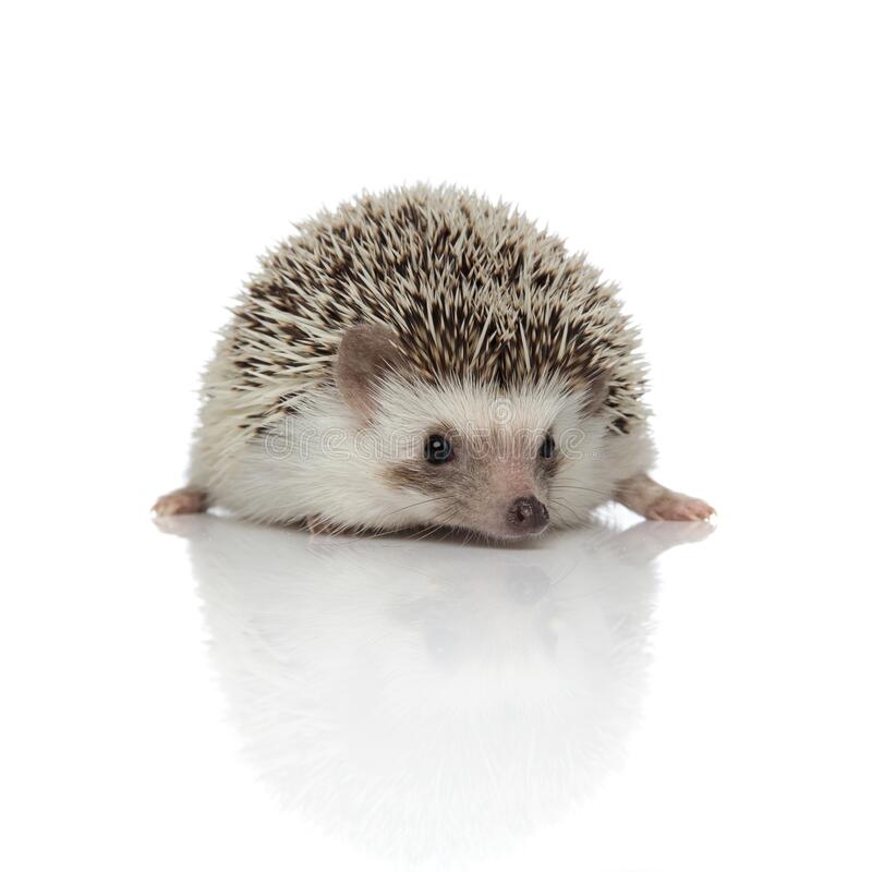 Detail Hedgehog Transparent Background Nomer 35