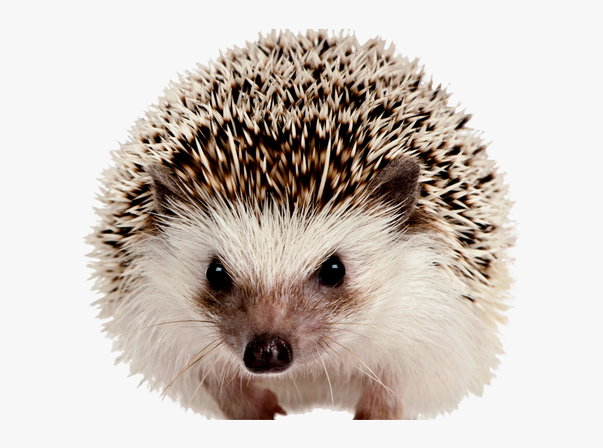 Detail Hedgehog Transparent Background Nomer 4