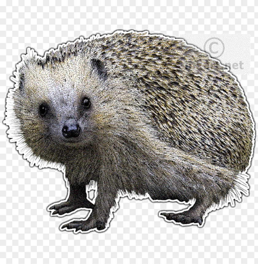 Detail Hedgehog Transparent Background Nomer 38