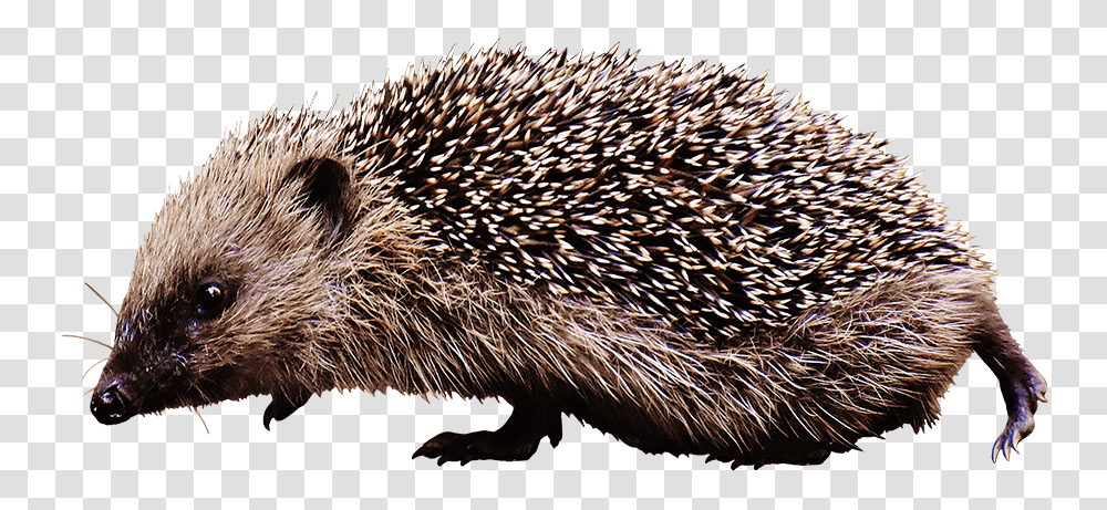 Detail Hedgehog Transparent Background Nomer 40