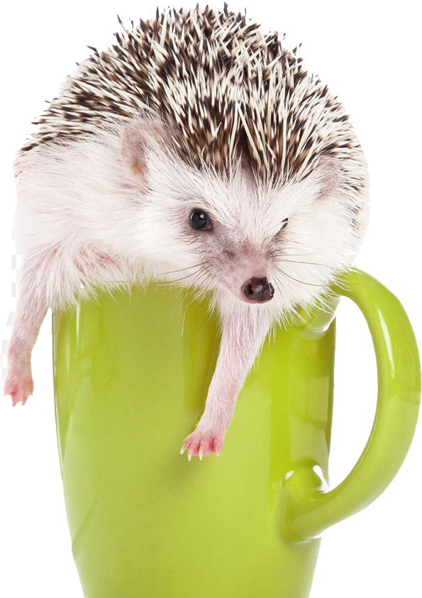 Detail Hedgehog Transparent Background Nomer 48