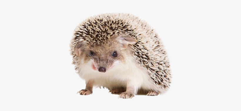 Detail Hedgehog Transparent Background Nomer 6