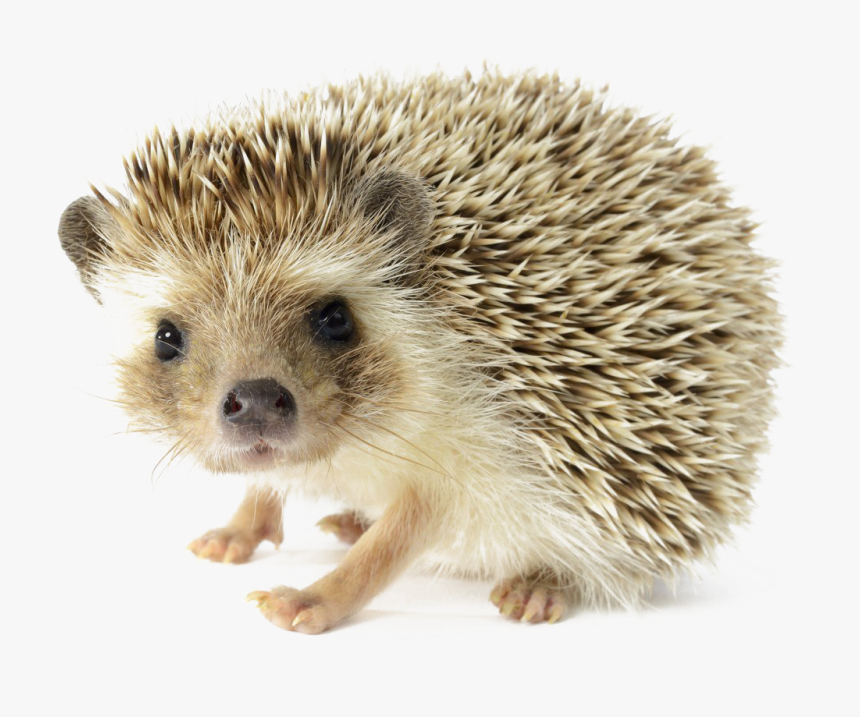 Detail Hedgehog Transparent Background Nomer 9