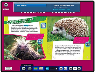 Detail Hedgehog Vs Porcupine Pictures Nomer 10