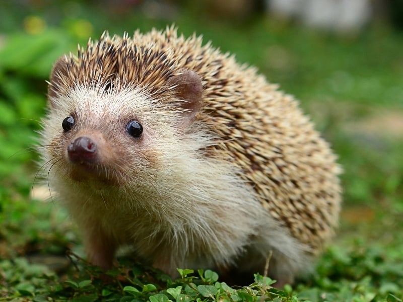 Detail Hedgehog Vs Porcupine Pictures Nomer 16