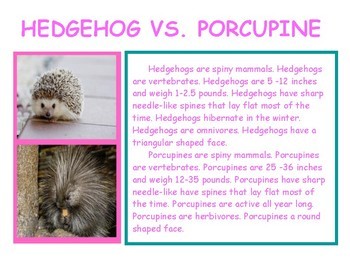 Detail Hedgehog Vs Porcupine Pictures Nomer 31