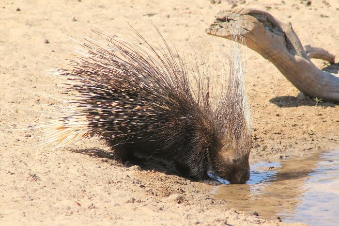 Detail Hedgehog Vs Porcupine Pictures Nomer 35