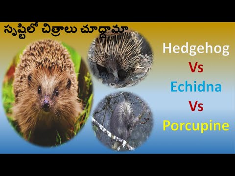 Detail Hedgehog Vs Porcupine Pictures Nomer 38