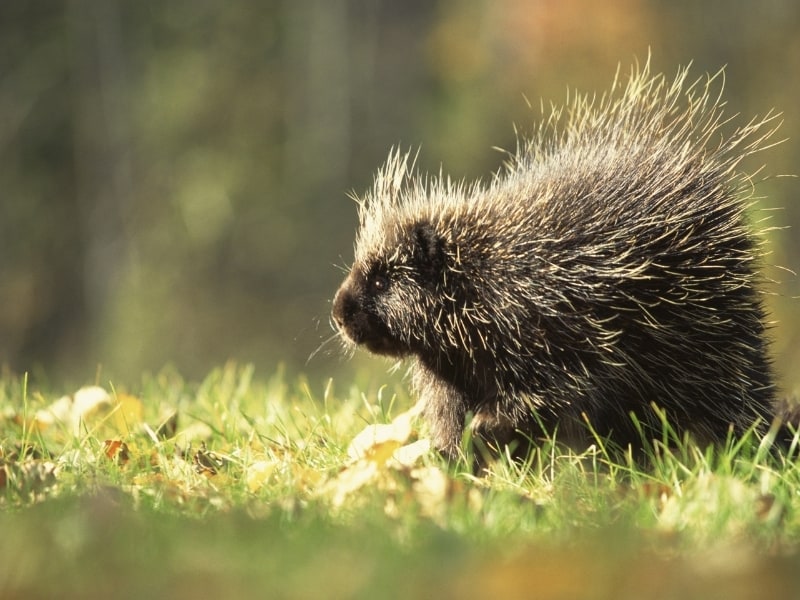 Detail Hedgehog Vs Porcupine Pictures Nomer 43