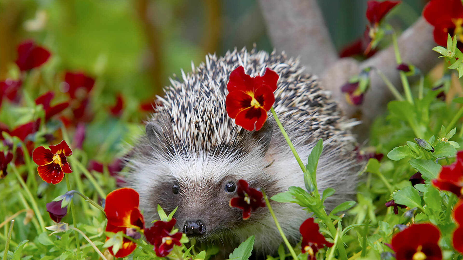 Detail Hedgehog Vs Porcupine Pictures Nomer 45