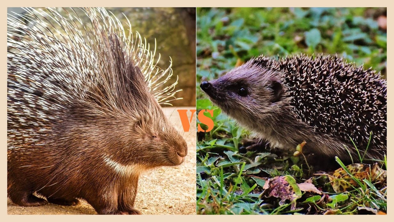 Detail Hedgehog Vs Porcupine Pictures Nomer 7