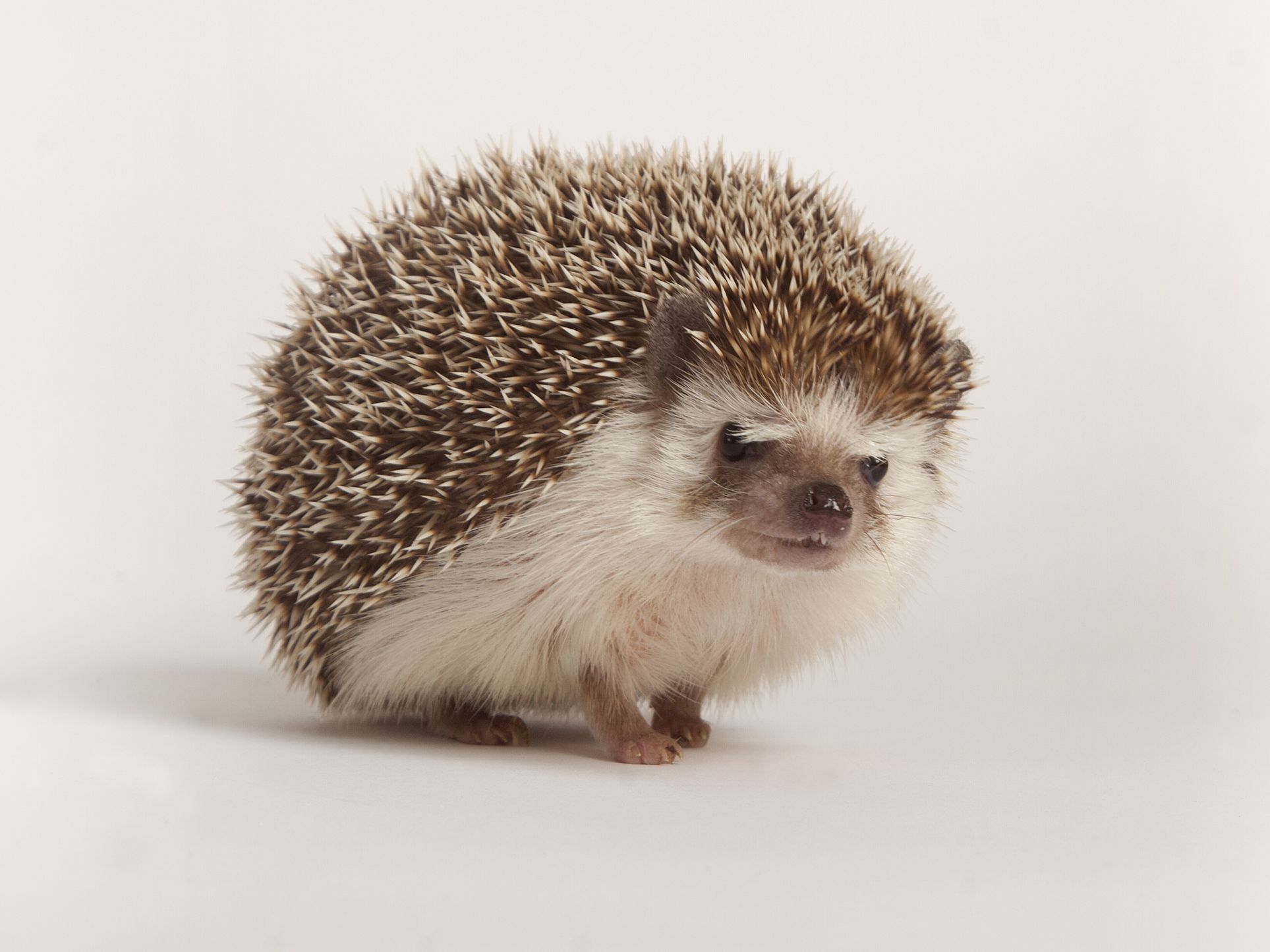 Hedgehogs Pics - KibrisPDR