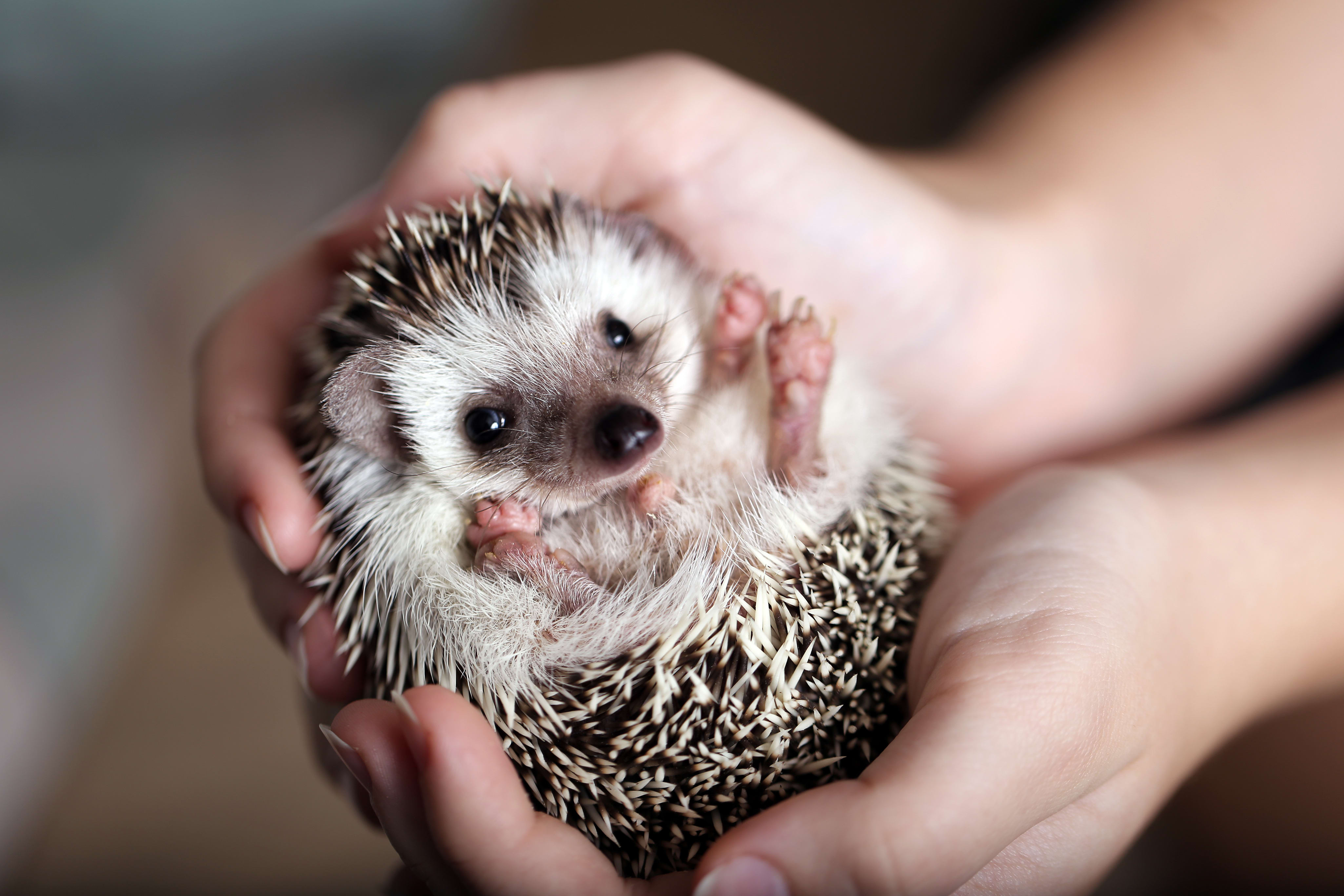 Detail Hedgehogs Pics Nomer 4