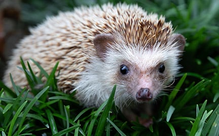 Detail Hedgehogs Pics Nomer 38