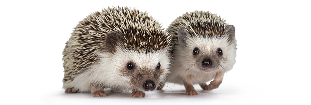 Detail Hedgehogs Pics Nomer 42
