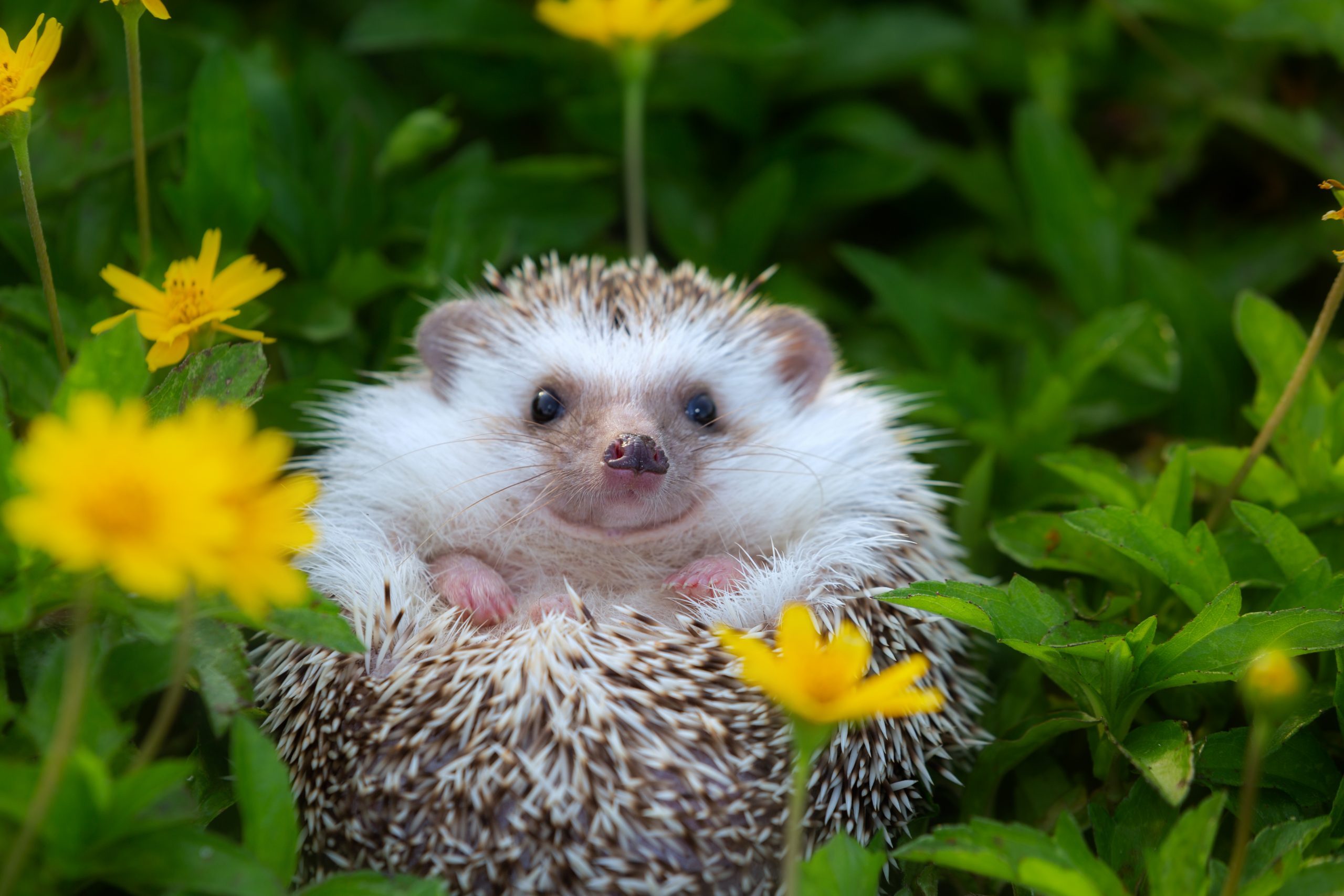 Detail Hedgehogs Pics Nomer 6