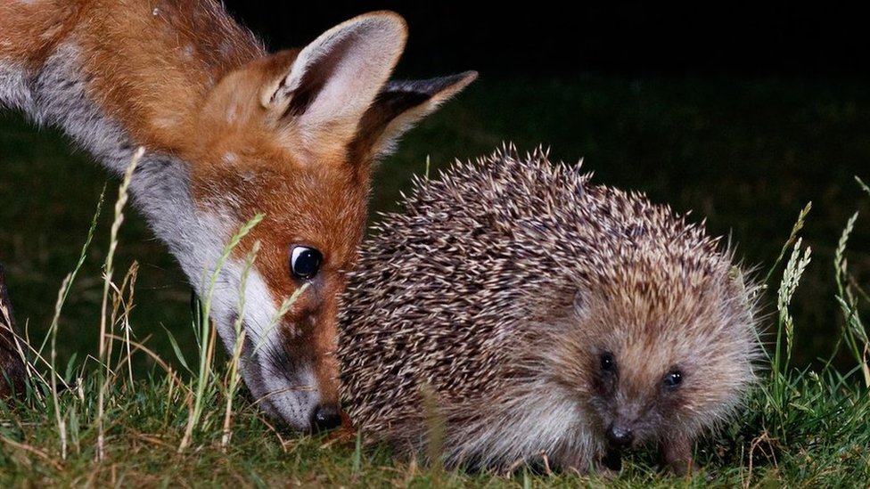 Detail Hedgehogs Pics Nomer 10