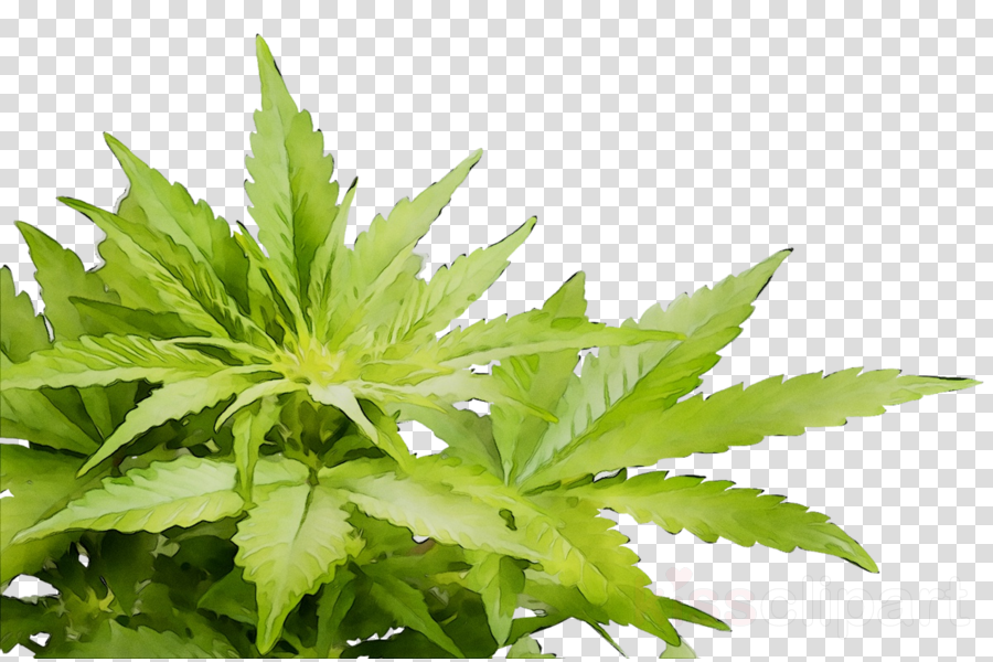 Detail Hemp Clipart Nomer 53