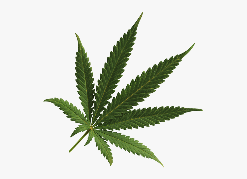 Detail Hemp Leaf Picture Nomer 40