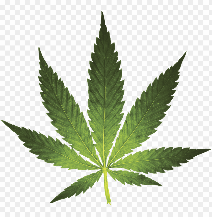 Detail Hemp Leaf Png Nomer 23