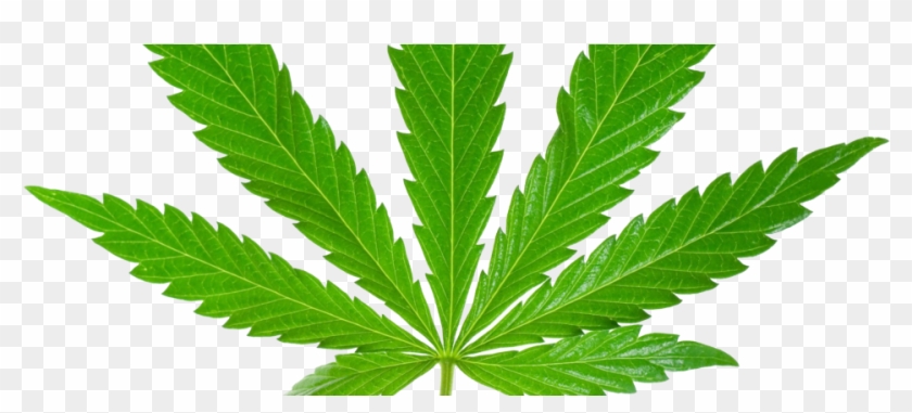 Detail Hemp Leaf Png Nomer 28