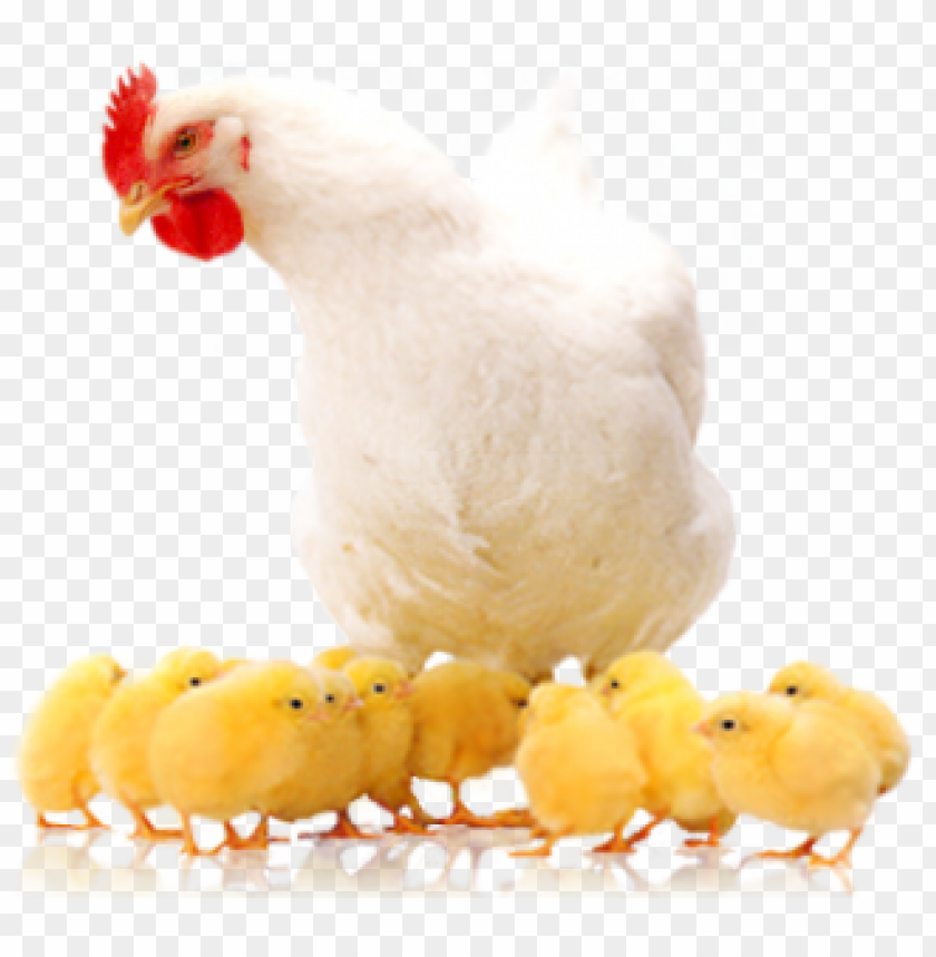Detail Hen Png Nomer 24