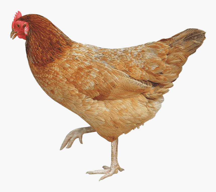 Detail Hen Png Nomer 6