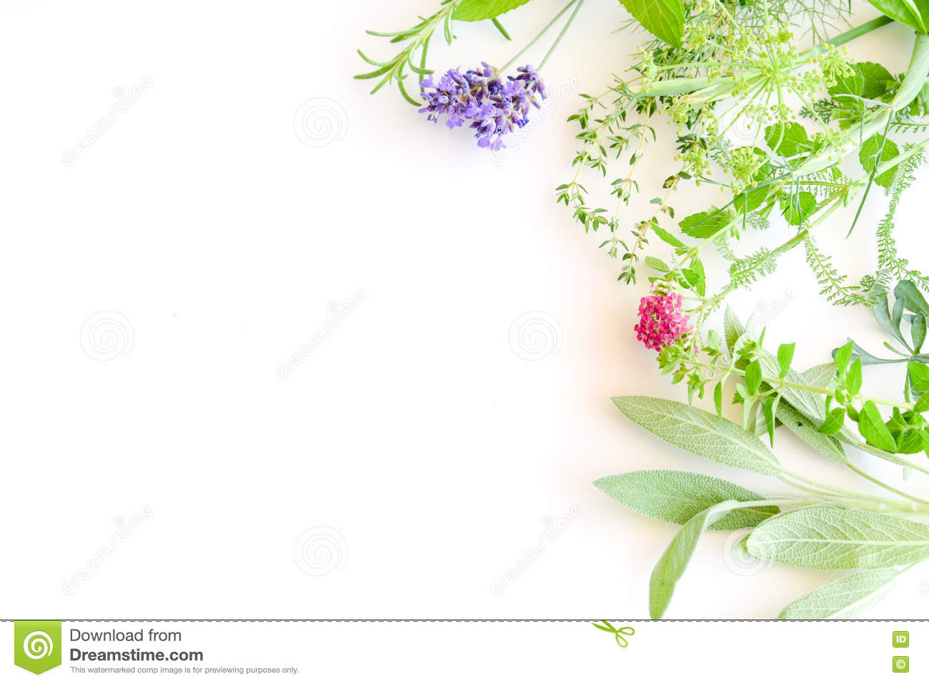 Detail Herbal Background Nomer 57