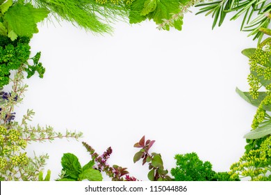 Detail Herbal Background Nomer 10