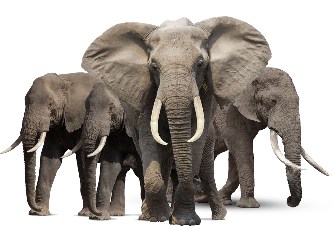 Detail Herd Of Elephants Clipart Nomer 22