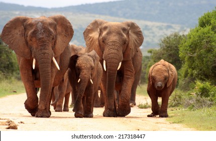 Detail Herd Of Elephants Clipart Nomer 6