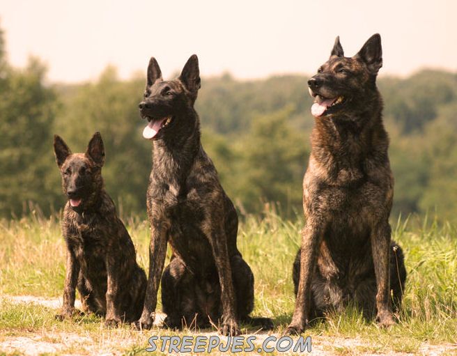 Herder Mix Rottweiler - KibrisPDR