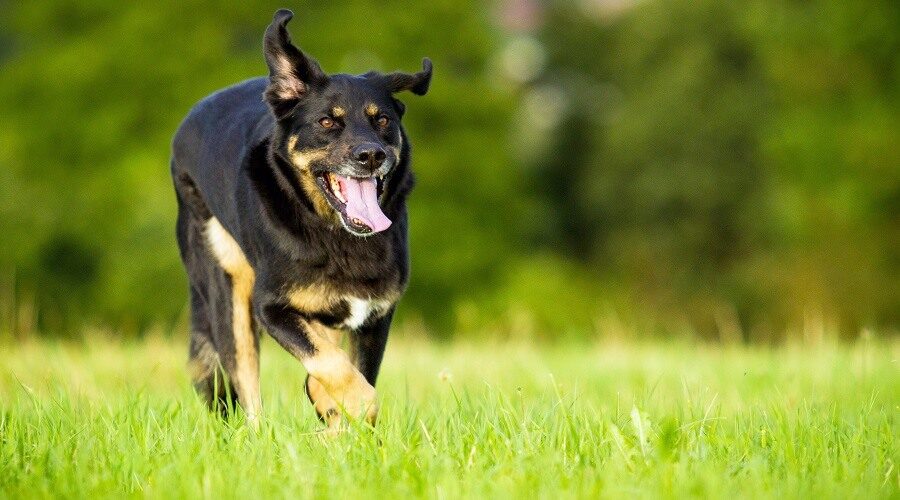 Detail Herder Mix Rottweiler Nomer 15