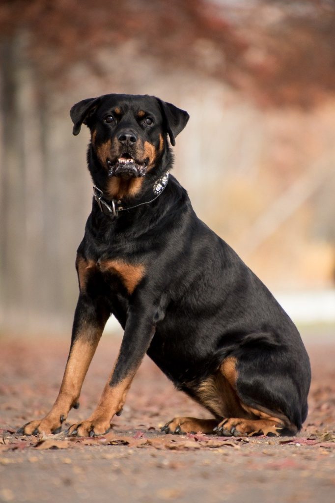 Detail Herder Mix Rottweiler Nomer 18