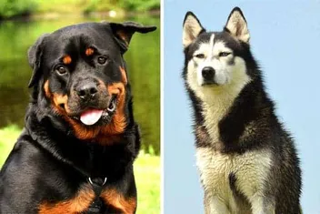 Detail Herder Mix Rottweiler Nomer 21