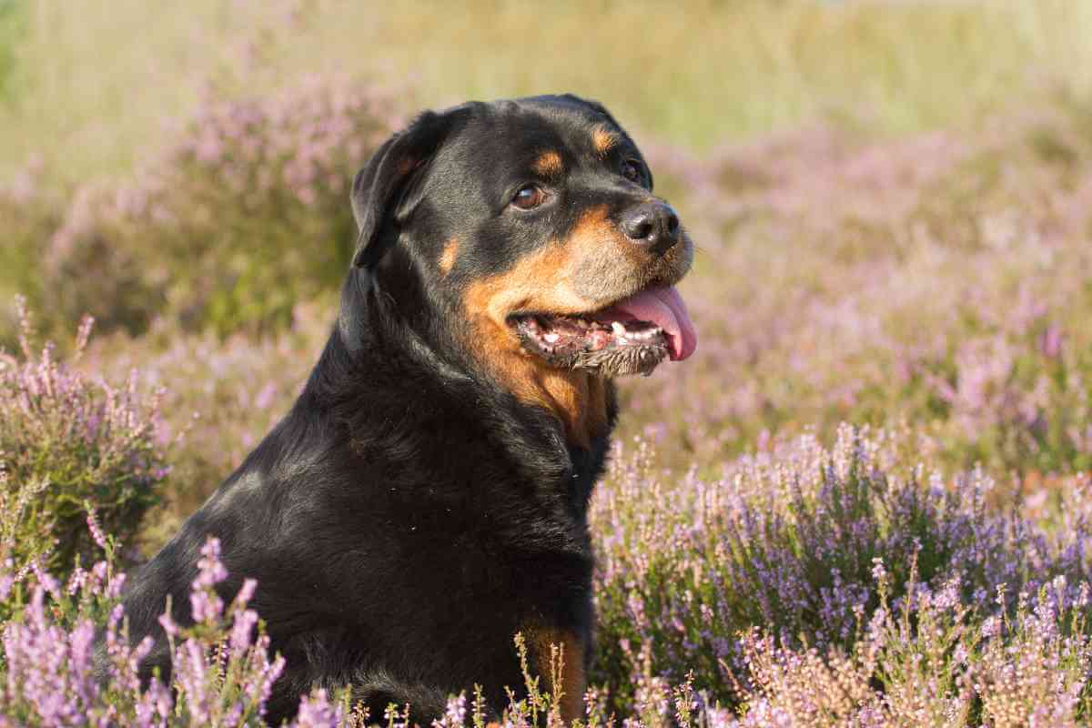 Detail Herder Mix Rottweiler Nomer 42