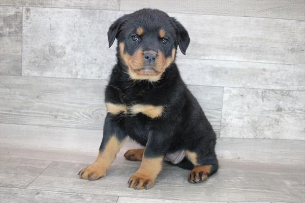 Detail Herder Mix Rottweiler Nomer 45