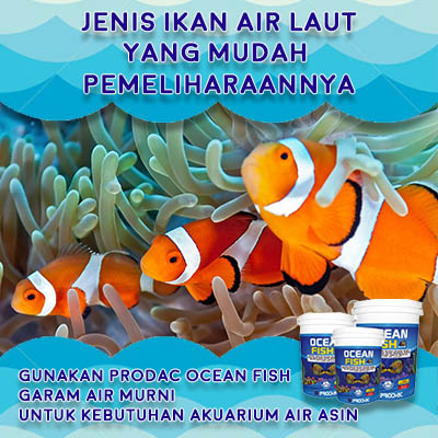 Detail Hewan Air Laut Nomer 55